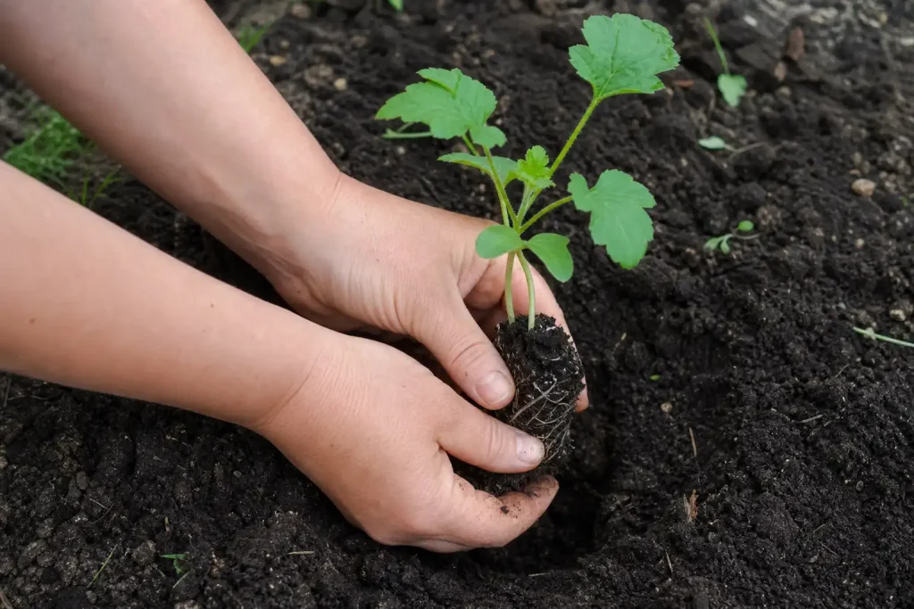 Två händer planterar ett litet plantor i fuktig mörk jord utomhus som en symbol för att Sniph vänder till vinst efter åtgä...